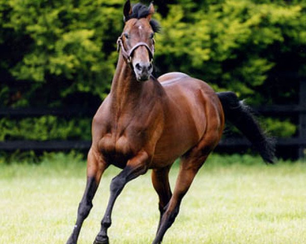 stallion Montjeu xx (Thoroughbred, 1996, from Sadler's Wells xx)