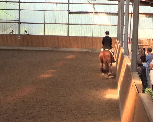 Reitturnier Herbern 2017