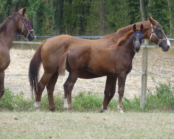 dressage horse Destefano PST (Westphalian, 2018, from Destacado FRH)