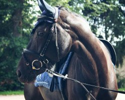 dressage horse Fable 24 (Westphalian, 2011, from Flanagan)