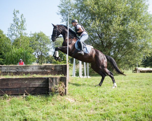 dressage horse Etienne 137 (Hanoverian, 2011, from Edward 28)