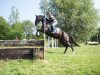 dressage horse Etienne 137 (Hanoverian, 2011, from Edward 28)