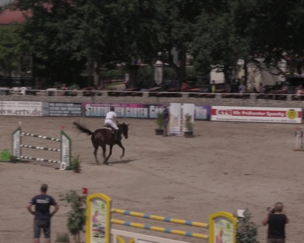 Reitturnier Görlitz 2017