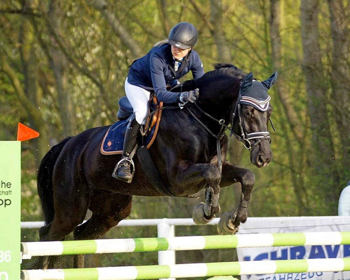 Springpferd Djamal Noir (Westfale, 2010, von Delamanga)