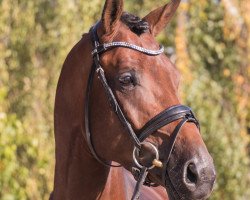 dressage horse Ragazzo 82 (Oldenburg, 2014, from Rock Forever NRW)