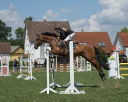 Springpferd Zeliene NA (Holsteiner, 2007, von Lasino)