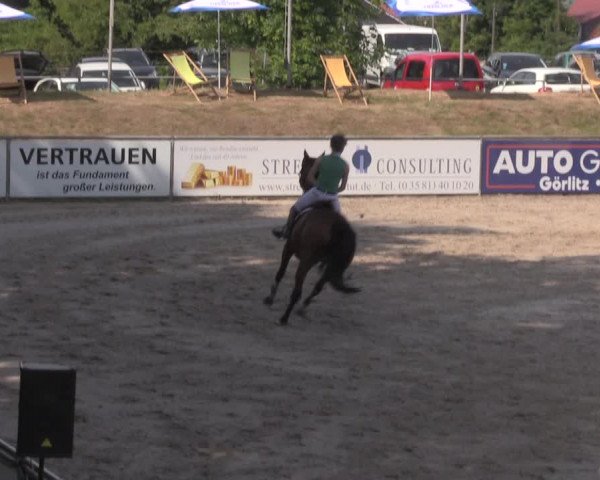 Reitturnier Görlitz 2017