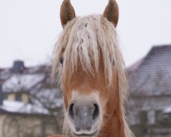 dressage horse Noventis (1,95% ox) (Edelbluthaflinger, 2008, from Novum I (3,125% ox))