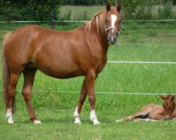 Zuchtstute Sharon (New-Forest-Pony, 1997, von Arenberg's Maurits)