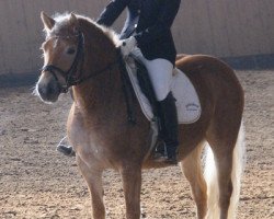 broodmare Latoria (Haflinger, 2006, from Argentino)