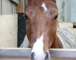 Zuchtstute Ten Ankers Pamauri (New-Forest-Pony, 2009, von Arenberg's Maurits)