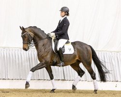 stallion First Flush (Hanoverian, 2008, from First Dance)