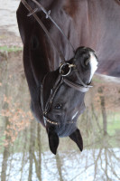 Pferd Enikö (Ungarisches Warmblut, 2012, von My Boy Mirage)