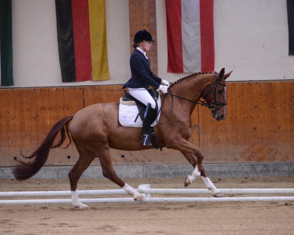 dressage horse Francesca (Hanoverian, 2012, from Fürst Nymphenburg)