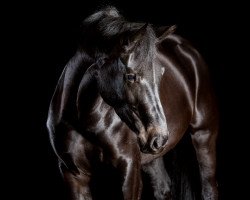 jumper Stella-Cadente (Oldenburg, 2010, from Amazing 18)