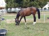 jumper Nantano van het Hertenrooi (Belgian Warmblood, 2013, from Dior van Berkenbroek)