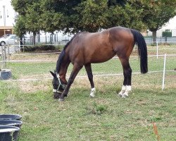 Springpferd Nantano van het Hertenrooi (Belgisches Warmblut, 2013, von Dior van Berkenbroek)