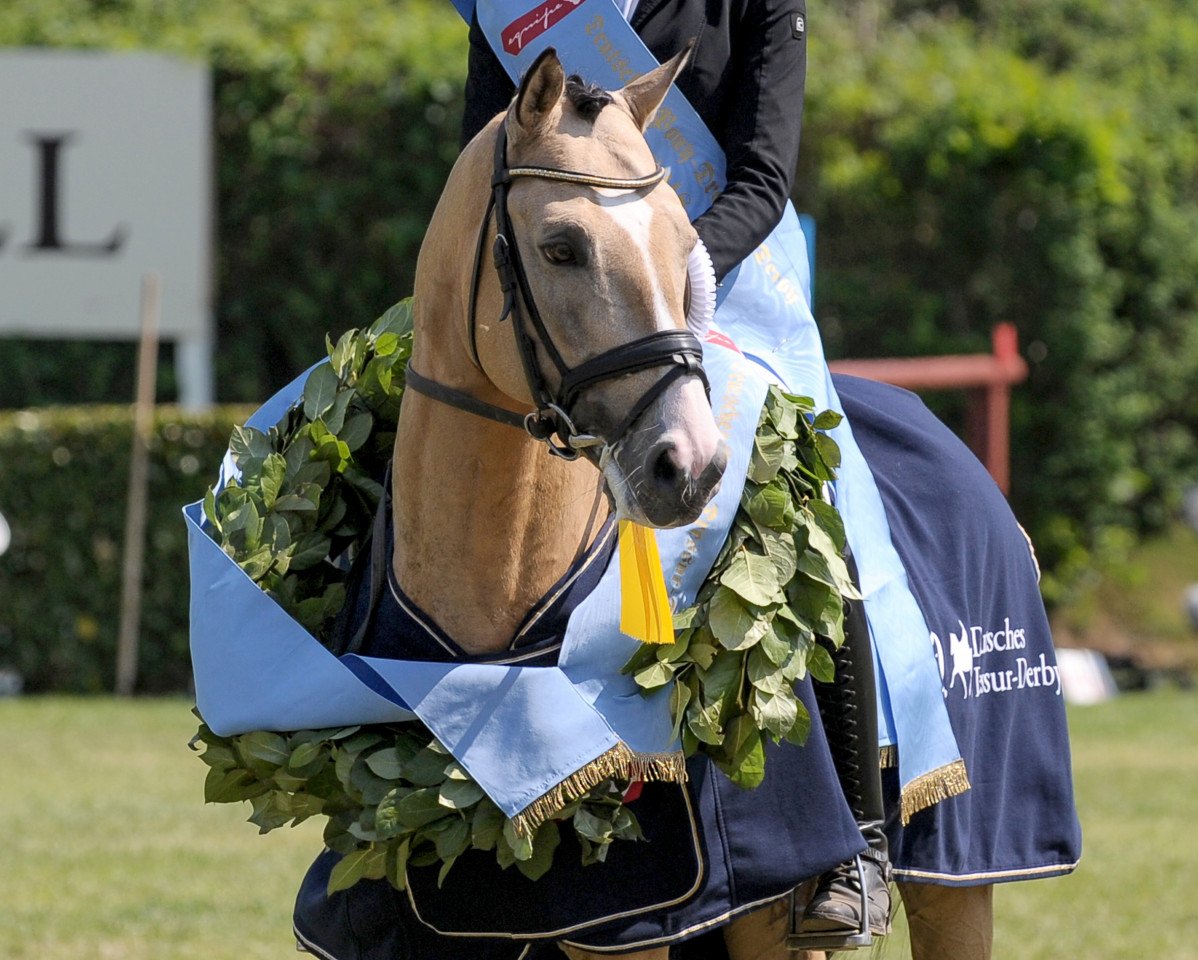 Deckhengst Dance For Me (Deutsches Reitpony, 2012, von FS Daddy Cool)