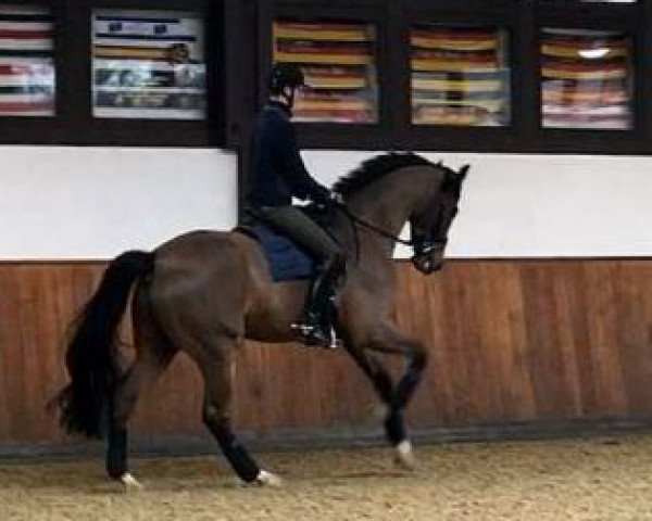 dressage horse Santiano R (German Sport Horse, 2008, from San Amour I)