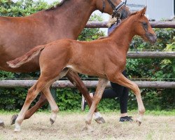 dressage horse Asgard's Indica (Oldenburg, 2018, from Asgard's Ibiza)