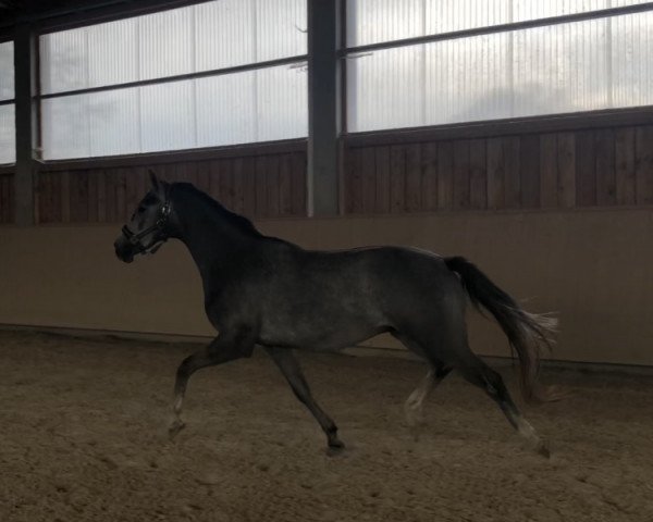 jumper Cantaro (German Sport Horse, 2016, from Coupie)