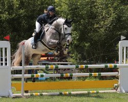 jumper Capturio van't Daelderhof Z (Zangersheide riding horse, 2014, from Centurio 22)