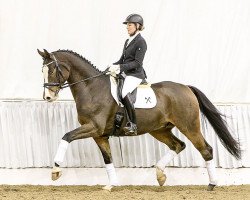 dressage horse Shirkaan (Hannoveraner, 2011, from Sir Donnerhall I)