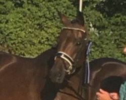 dressage horse Borgia 16 (Trakehner, 2013, from Connery)