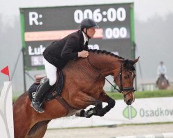 Zuchtstute Miss Cottonland (Polnisches Warmblut, 2012, von Cotton Club)