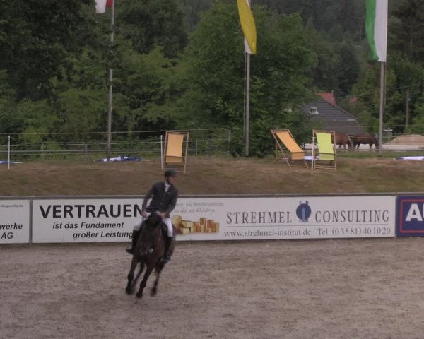 Reitturnier Görlitz 2017