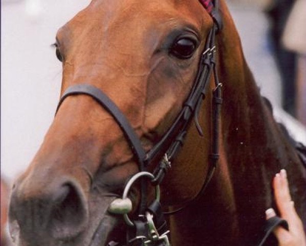 broodmare Cassilera xx (Thoroughbred, 2003, from Anzillero xx)