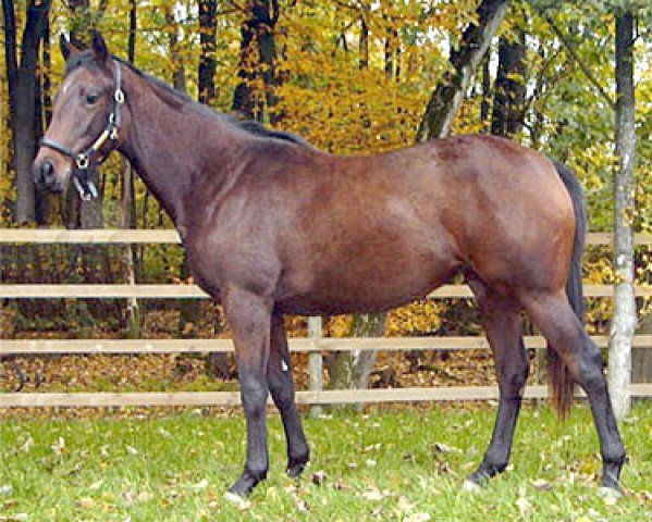 broodmare Shooting Star xx (Thoroughbred, 2003, from Alzao xx)