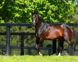 stallion Verrazano xx (Thoroughbred, 2010, from More Than Ready xx)