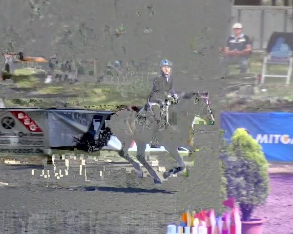 Reitturnier CSN Calvörde 2017