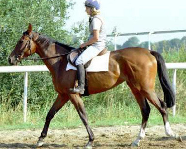 broodmare Majoretta xx (Thoroughbred, 1999, from Alzao xx)