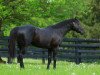 stallion Shanghai Bobby xx (Thoroughbred, 2010, from Harlan's Holiday xx)