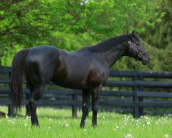 stallion Shanghai Bobby xx (Thoroughbred, 2010, from Harlan's Holiday xx)