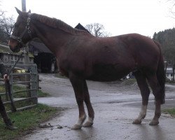 broodmare Anemone (Hanoverian, 1997, from A Jungle Prince)