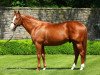 stallion Munnings xx (Thoroughbred, 2006, from Speightstown xx)