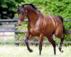 stallion Roman Ruler xx (Thoroughbred, 2002, from Fusaichi Pegasus xx)