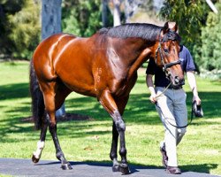 stallion Haradasun xx (Thoroughbred, 2003, from Fusaichi Pegasus xx)