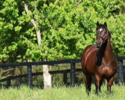 stallion Fusaichi Pegasus xx (Thoroughbred, 1997, from Mr. Prospector xx)