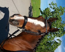 dressage horse Menne 5 (German Riding Pony, 2003, from Medoc)