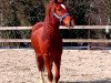 Pferd Randeck Calibur (Welsh-Cob (Sek. D), 2013, von Millstone Caerleon)