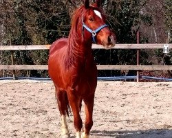 Dressurpferd Randeck Calibur (Welsh-Cob (Sek. D), 2013, von Millstone Caerleon)