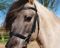 dressage horse Moses (Duelmener, 2000, from Omulek)