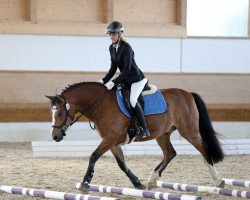 dressage horse Leonhards Brey (Leonharder, 2010, from Chery Bronco)