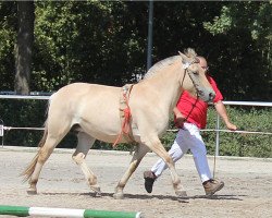 broodmare Hilja (Fjord Horse, 2013, from Tornhøjs Canut)