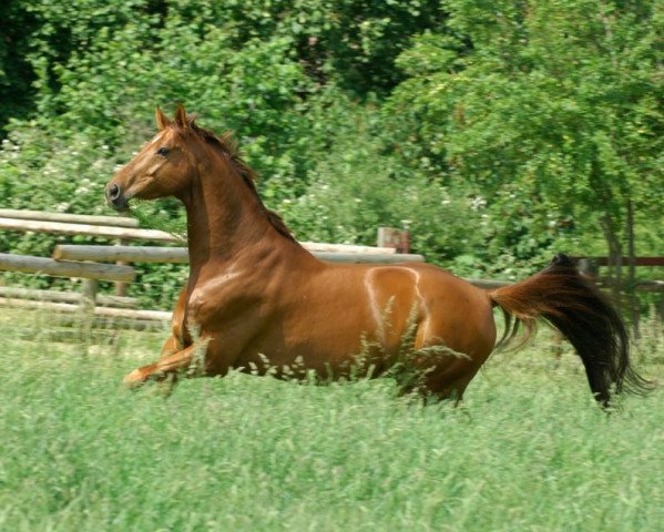 dressage horse Dumbledore (Hessian Warmblood, 2000, from Dartagnan)