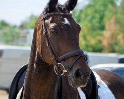 dressage horse Paolino 9 (Rhinelander, 2005, from Peking)